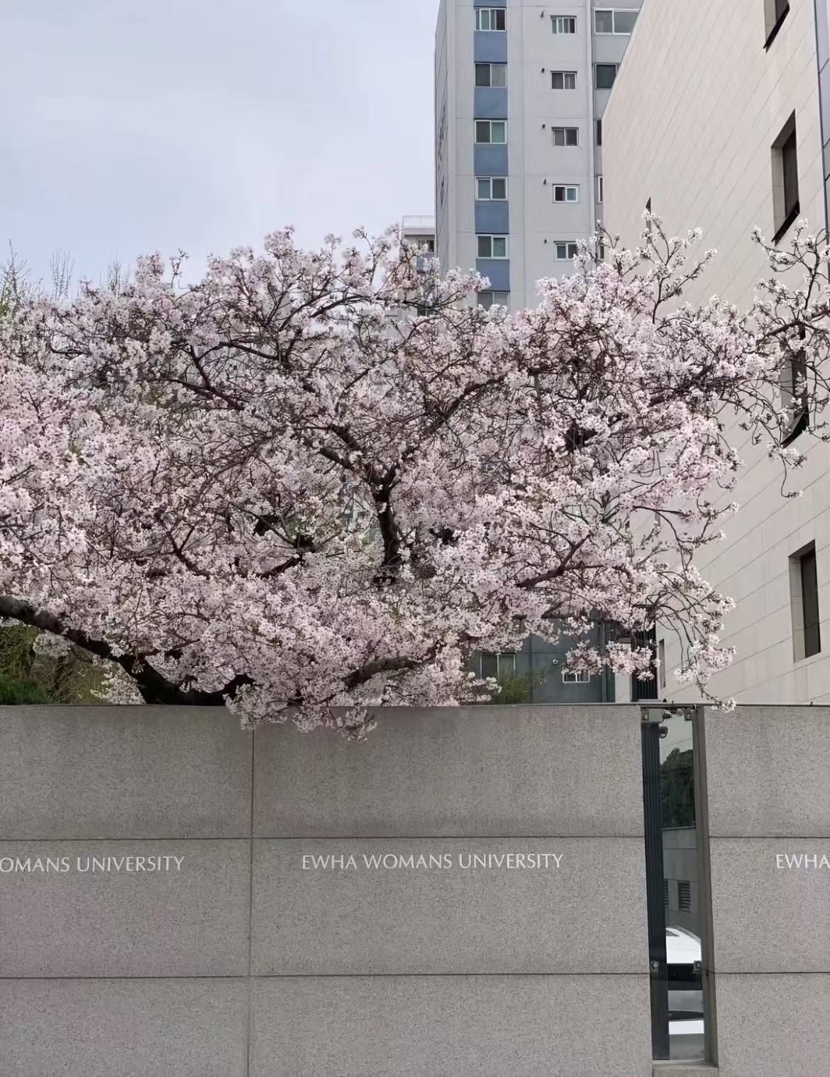 梨花女子大学